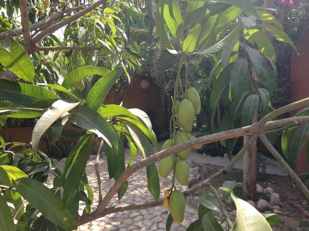ᐉ POSADA LAS FLORES ⋆⋆⋆ ( MAZUNTE, MEXICO ) REAL PHOTOS & GREAT DEALS